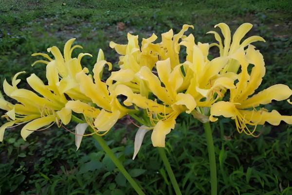 彼岸花叶子枯萎时间，夏季休眠后叶片会枯萎