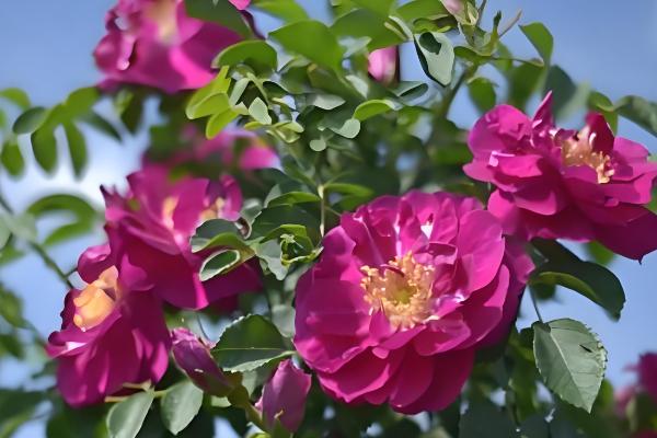 哪个可食用玫瑰品种好,推荐大马士革玫瑰、平阴玫瑰等