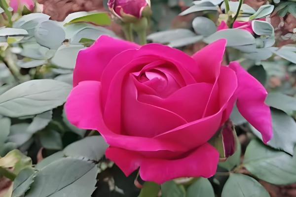 哪个可食用玫瑰品种好,推荐大马士革玫瑰、平阴玫瑰等