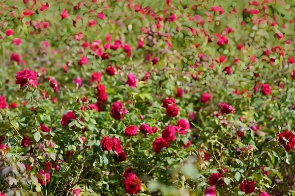 哪个可食用玫瑰品种好,推荐大马士革玫瑰、平阴玫瑰等