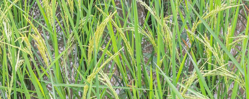 水稻叶片发黄的原因，可能是病害或缺素所致