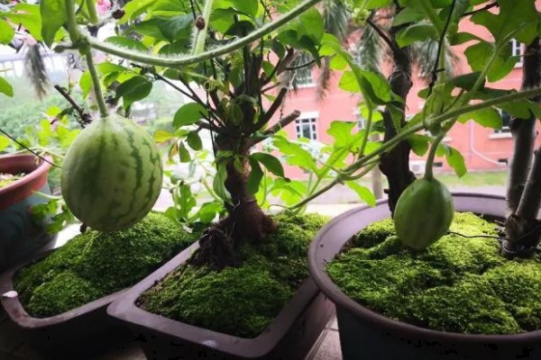 打瓜能在家里种吗，可以在家里种植