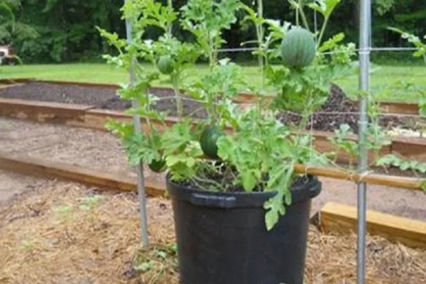 打瓜能在家里种吗，可以在家里种植