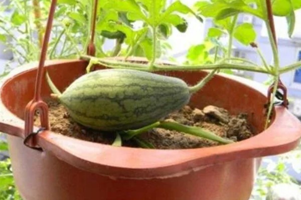 打瓜能在家里种吗，可以在家里种植