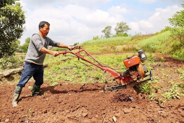 打瓜能在家里种吗，可以在家里种植
