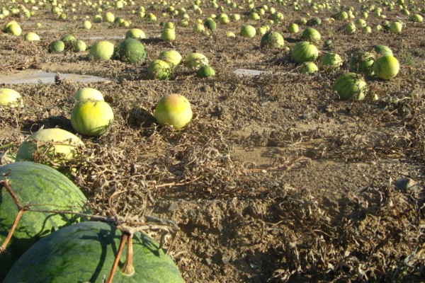 打瓜能在家里种吗，可以在家里种植
