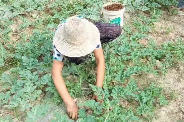 打瓜能在家里种吗，可以在家里种植