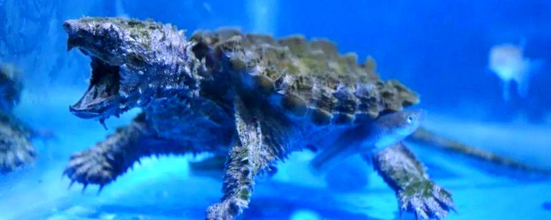 鳄龟一年长多大，一年可以长10-15厘米