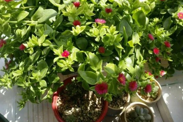 牡丹吊兰的养殖方法,适宜生长的温度在20℃左右