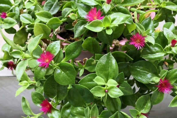 牡丹吊兰的养殖方法,适宜生长的温度在20℃左右