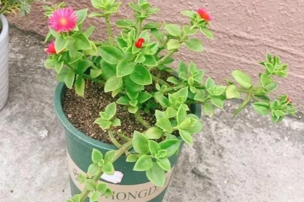 牡丹吊兰的养殖方法,适宜生长的温度在20℃左右