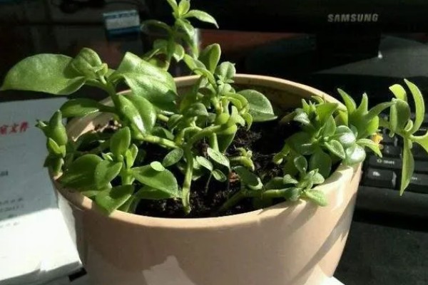 牡丹吊兰的养殖方法,适宜生长的温度在20℃左右