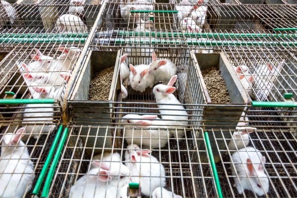 獭兔的生活习性，具有昼静夜动的习性