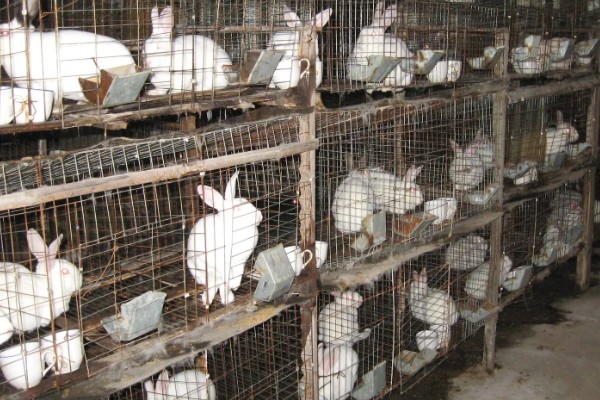 獭兔的生活习性，具有昼静夜动的习性