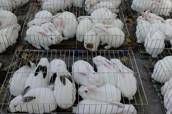 獭兔的生活习性，具有昼静夜动的习性