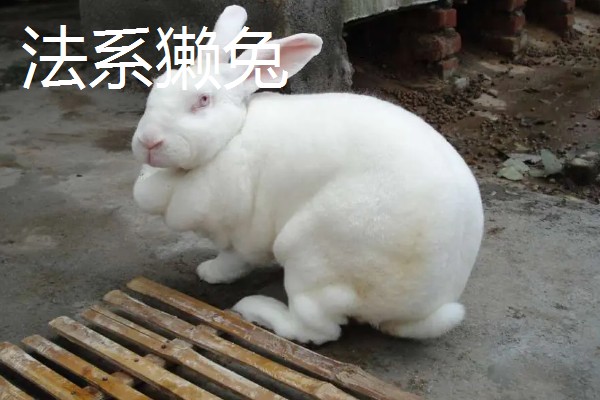 獭兔的生活习性，具有昼静夜动的习性