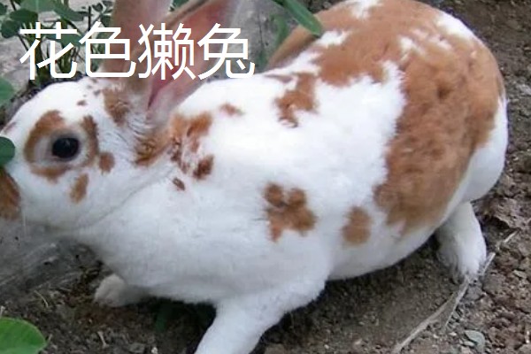 獭兔的生活习性，具有昼静夜动的习性