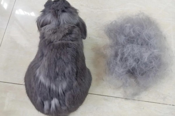 獭兔的生活习性，具有昼静夜动的习性