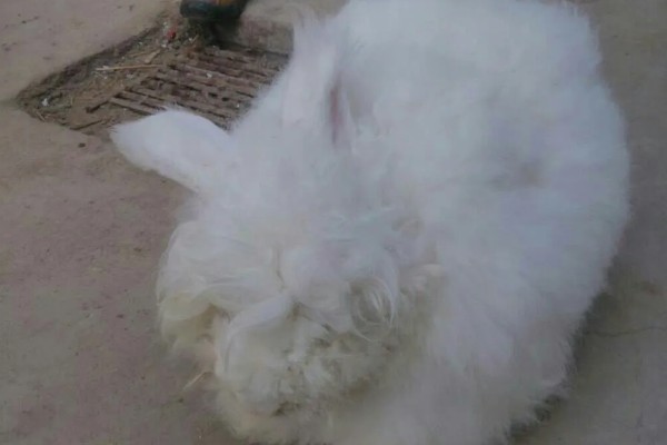 獭兔的生活习性，具有昼静夜动的习性