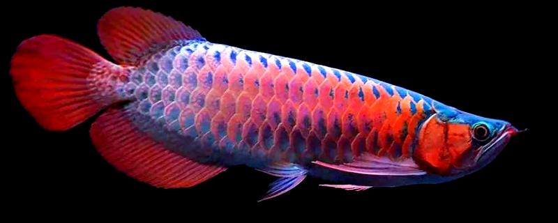 龙鱼沉头的原因，可能是水温过低所致