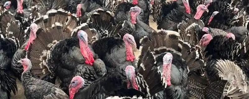 养火鸡的风险大吗，有稳定的销路则风险不是非常大