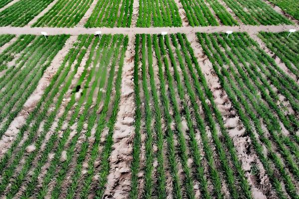 耕地有哪种土地类型,分为水田、旱地等类型