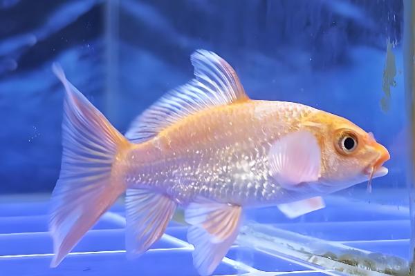 长60厘米宽40厘米的缸能不能养蝴蝶鲤,可以养1条未成年的蝴蝶鲤