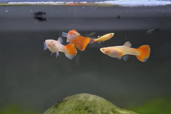 热带鱼的繁殖方法，大多数是卵生