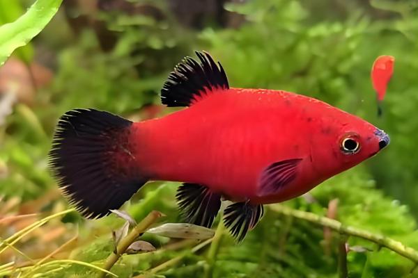 热带鱼的繁殖方法，大多数是卵生