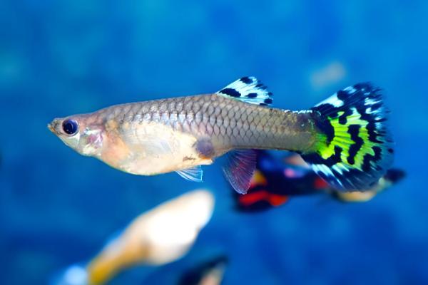 热带鱼的繁殖方法，大多数是卵生