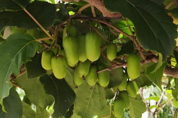 软枣猕猴桃苗适合哪个地区栽，适合东北、华北、西北等地栽培