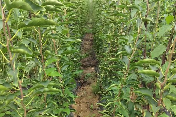 软枣猕猴桃苗适合哪个地区栽，适合东北、华北、西北等地栽培