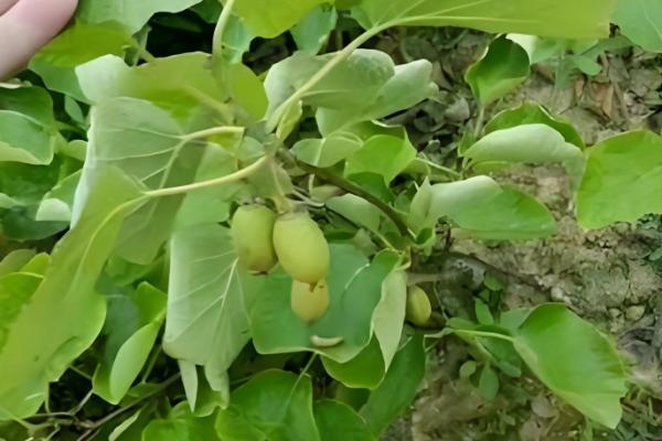 软枣猕猴桃苗适合哪个地区栽，适合东北、华北、西北等地栽培