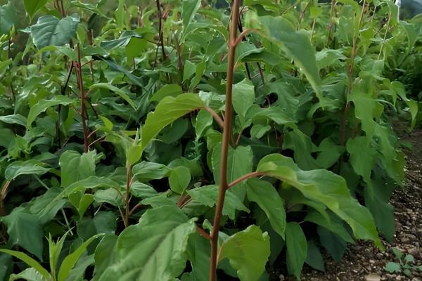 软枣猕猴桃苗适合哪个地区栽，适合东北、华北、西北等地栽培