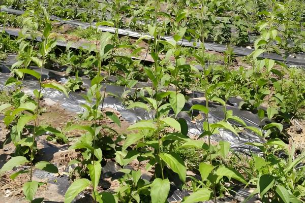 软枣猕猴桃苗适合哪个地区栽，适合东北、华北、西北等地栽培