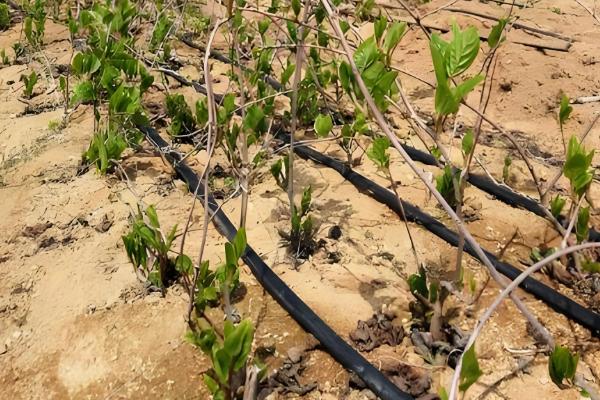 软枣猕猴桃苗适合哪个地区栽，适合东北、华北、西北等地栽培