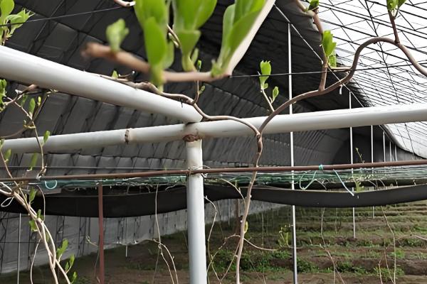 软枣猕猴桃苗适合哪个地区栽，适合东北、华北、西北等地栽培