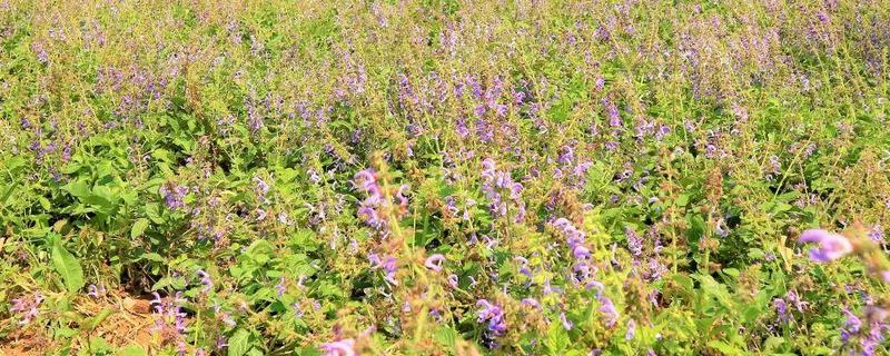 丹参的种植技术，一般是利用根部繁殖