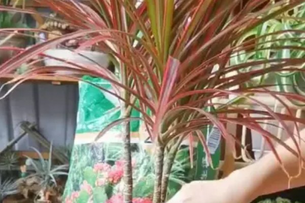 千年木截顶修剪的方式,可在每年春季摘心