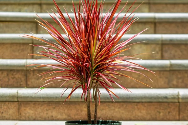 千年木截顶修剪的方式,可在每年春季摘心