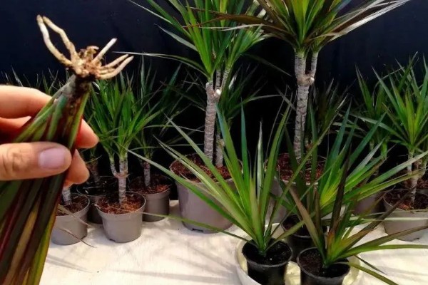 千年木截顶修剪的方式,可在每年春季摘心