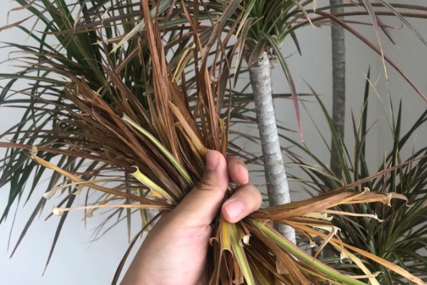 千年木截顶修剪的方式,可在每年春季摘心