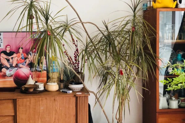 千年木截顶修剪的方式,可在每年春季摘心