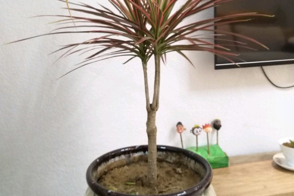 千年木截顶修剪的方式,可在每年春季摘心