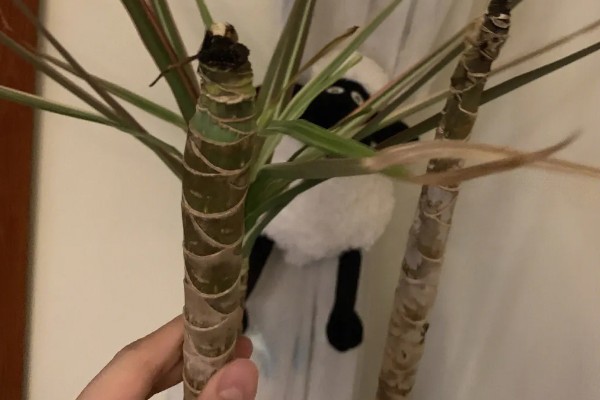 千年木截顶修剪的方式,可在每年春季摘心