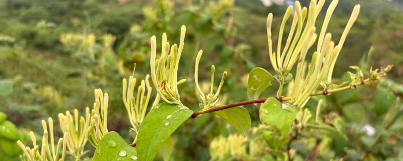 金银花与金银木的区别，植物形态不同