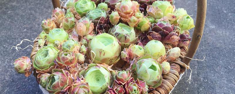 山地玫瑰的养殖方法，主要通过扦插的方式繁殖