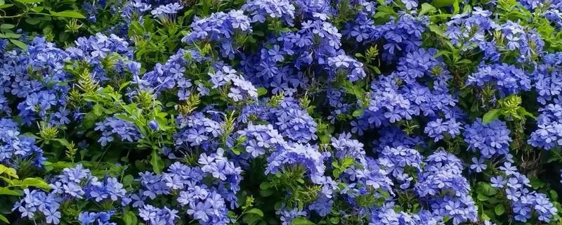 哪些花卉是蓝色，常见蓝雪花、龙胆花等品种