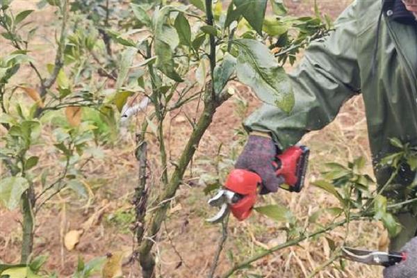 桔树怎样修剪才有桔子，剪完后要为其施加腐熟的有机液肥