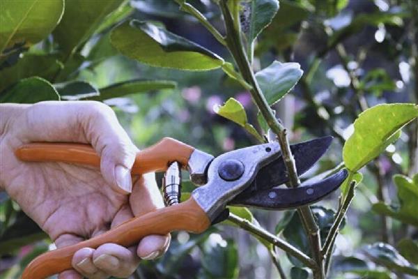 桔树怎样修剪才有桔子，剪完后要为其施加腐熟的有机液肥